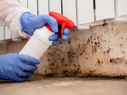 Forensic Mold Investigation in Fallsburg, NY